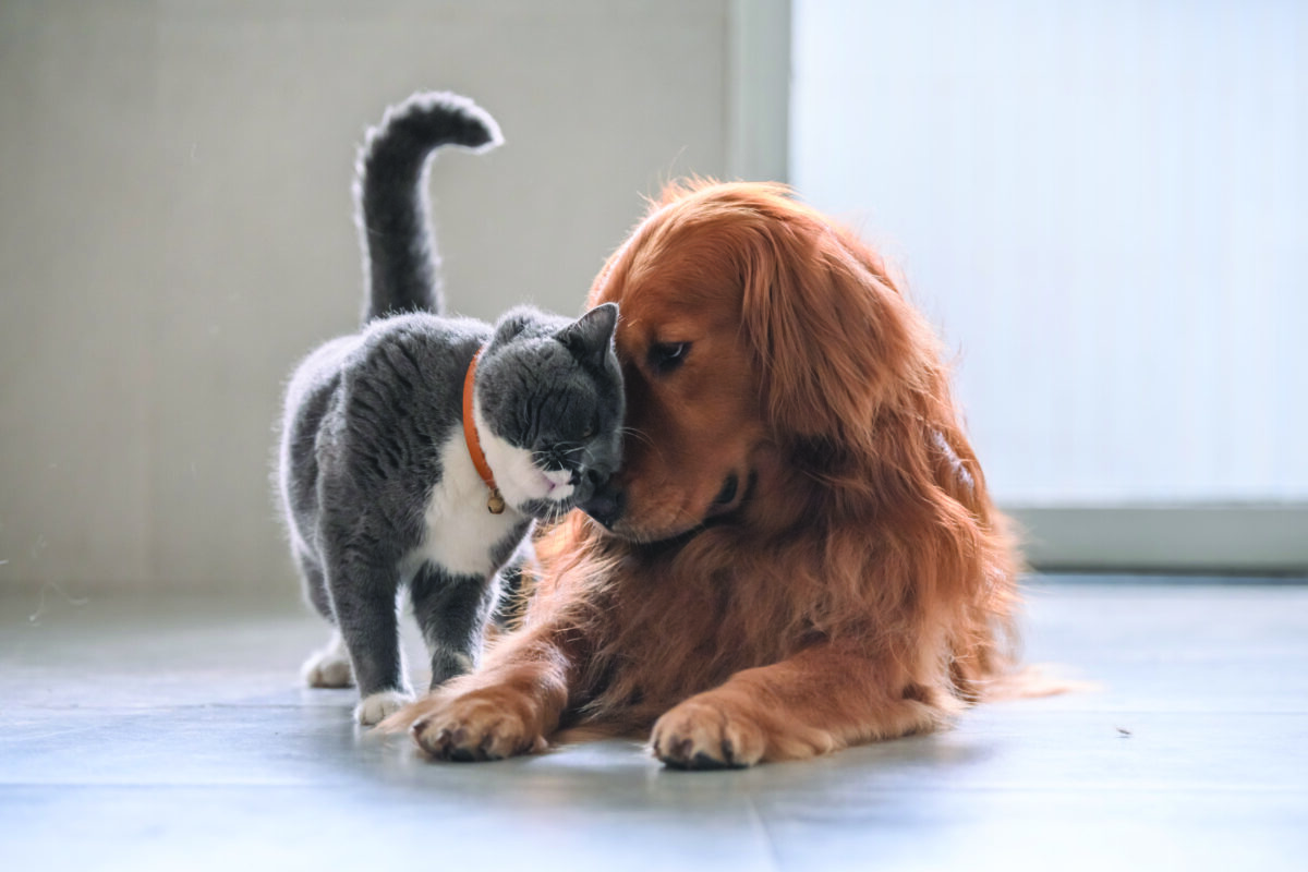 Pets have hip replacement options – explore what Movora can do for dogs or cats.