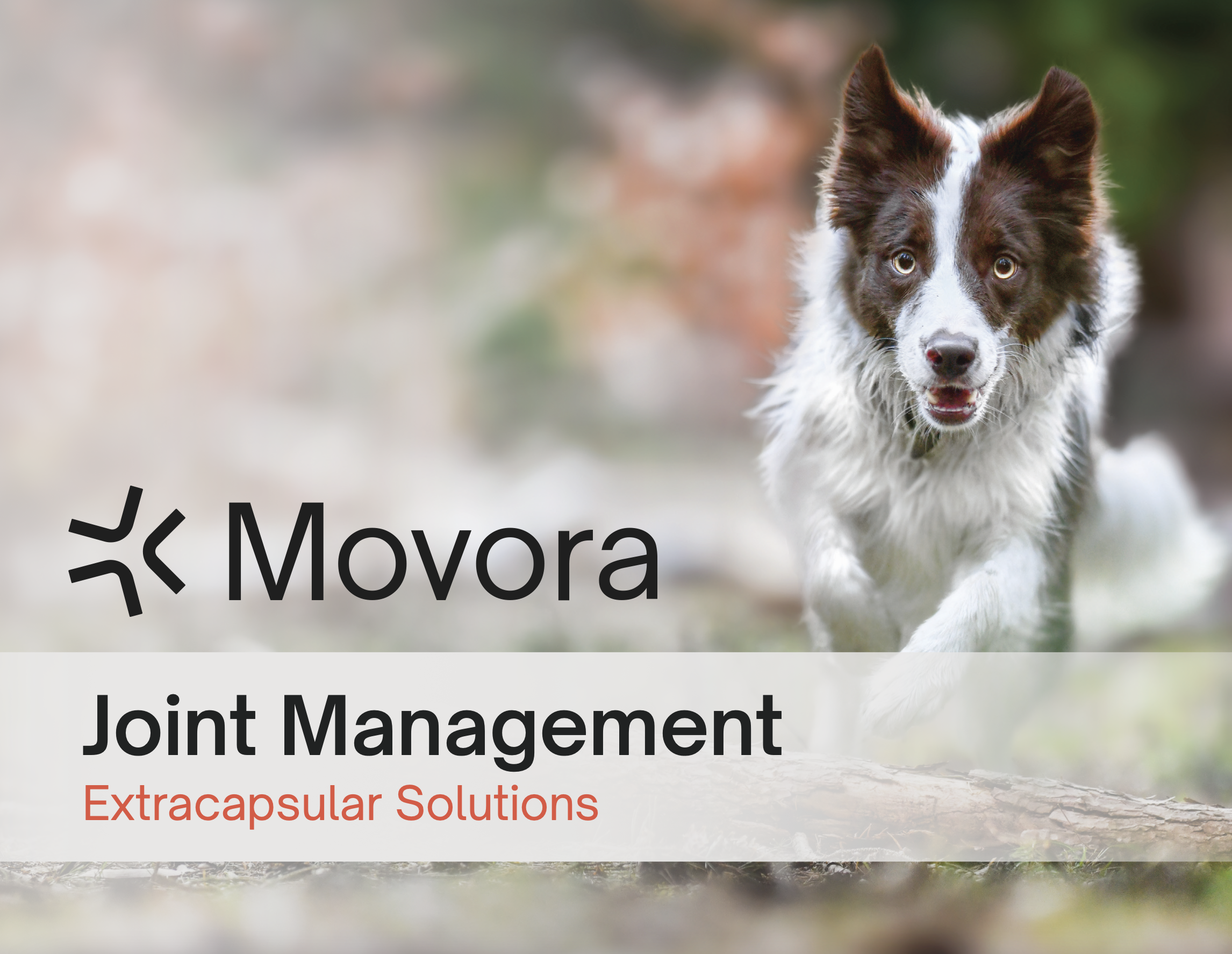 Movora Joint Management
